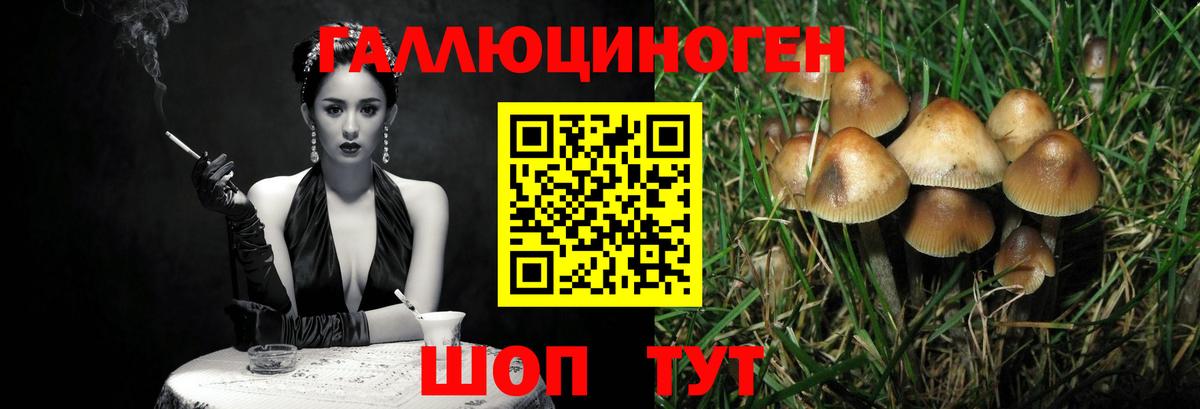 Егорьевск  как найти   Вход с VPN  Псилоцибиновые грибы Psilocybe 